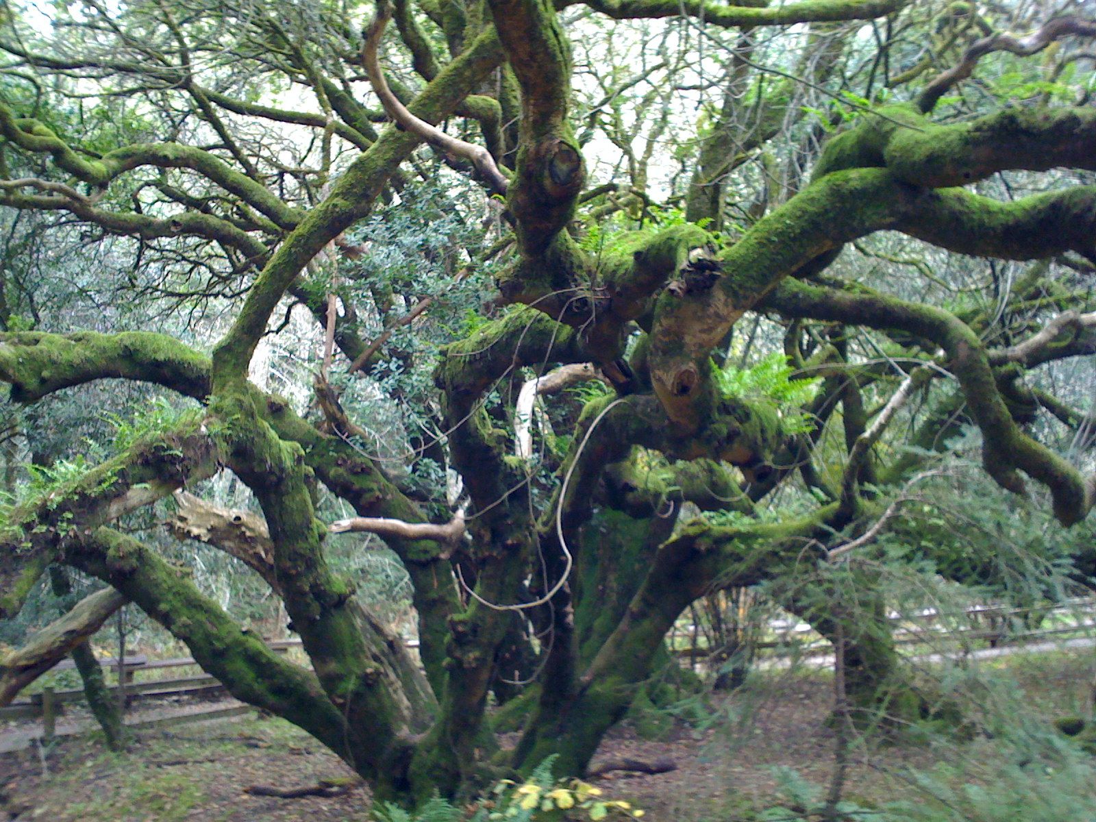 Muir Woods with Ciska Christiana - 01