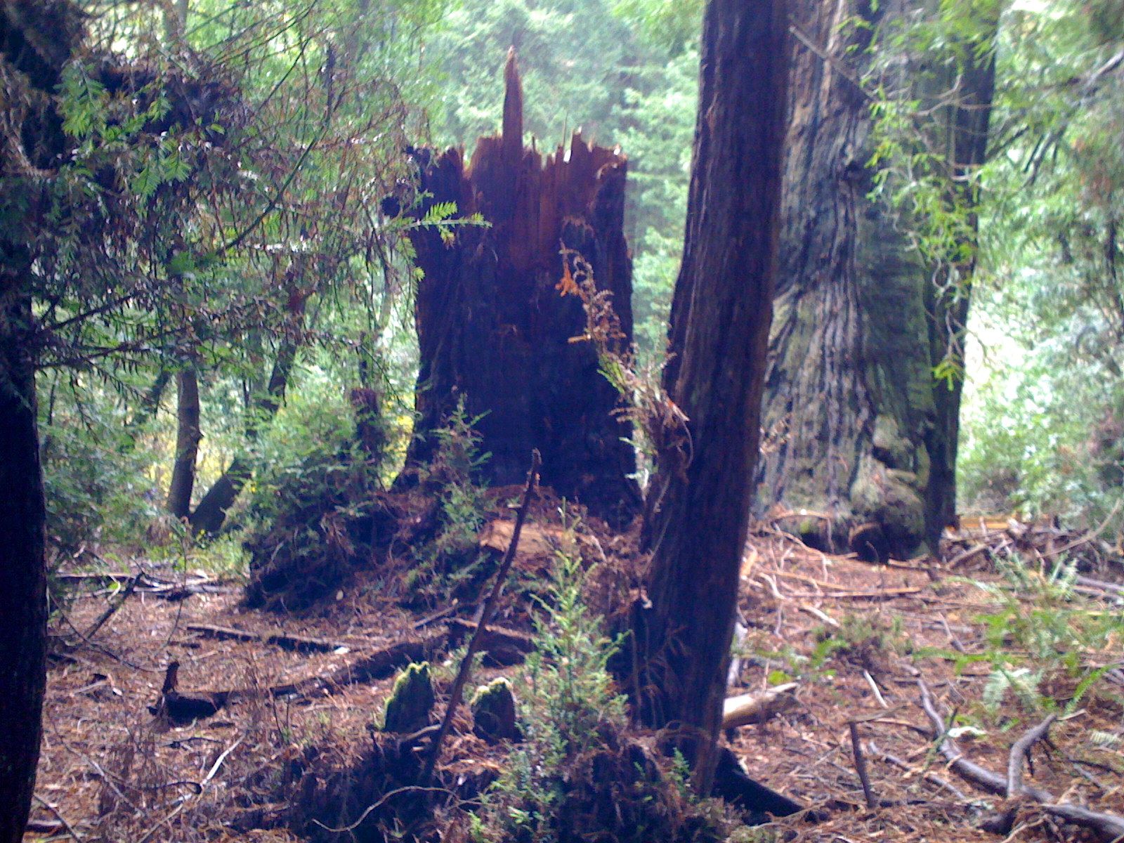 Muir Woods with Ciska Christiana - 10