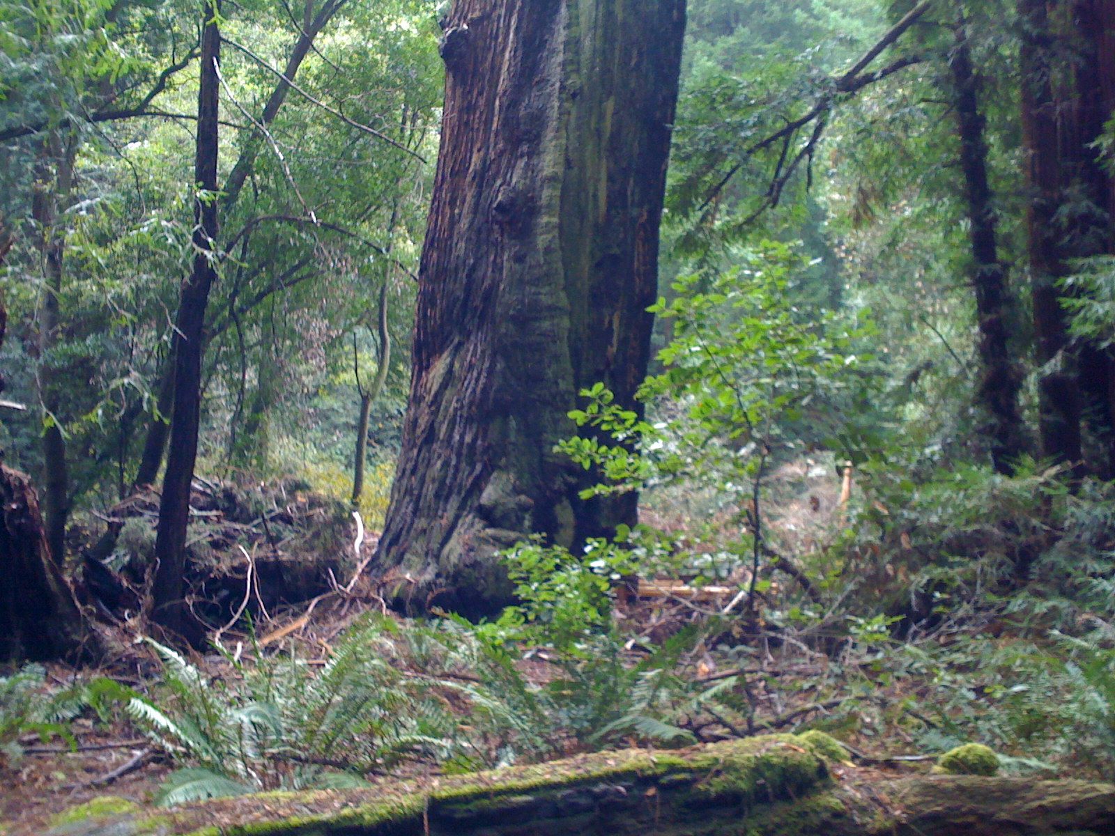Muir Woods with Ciska Christiana - 12