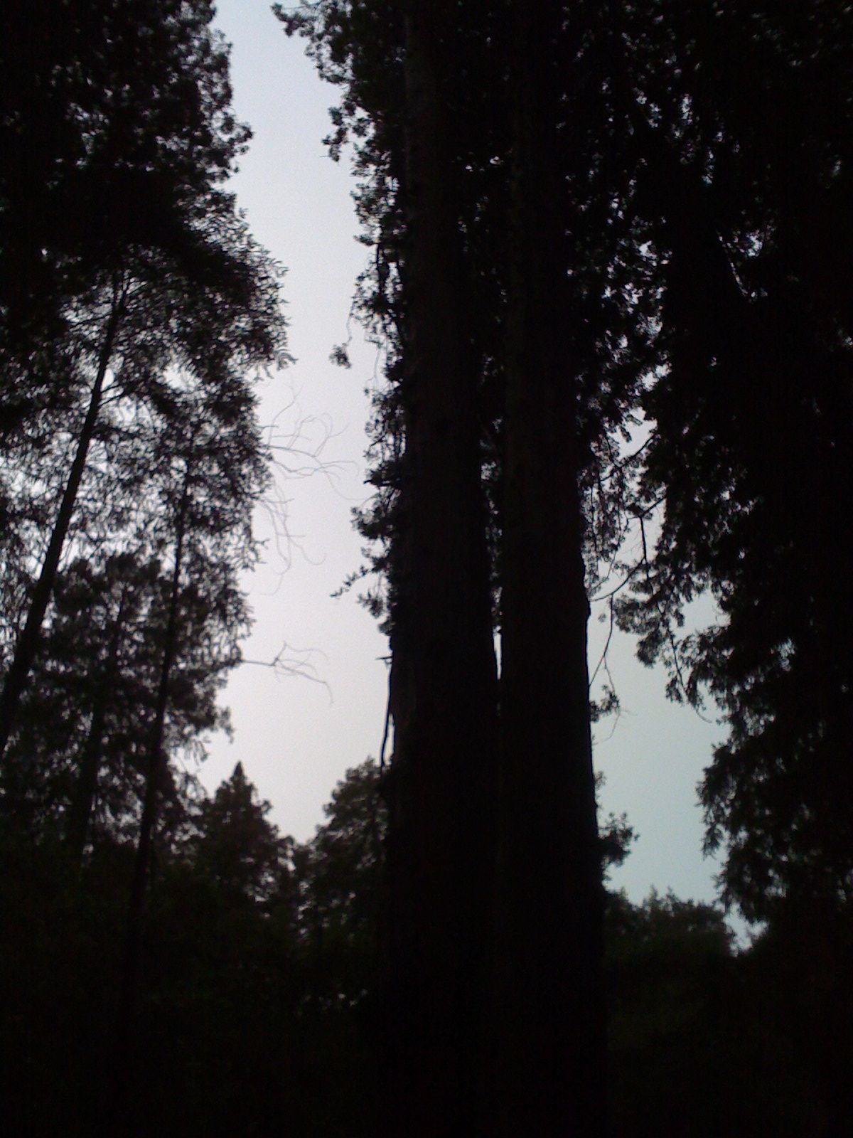 Muir Woods with Ciska Christiana - 13
