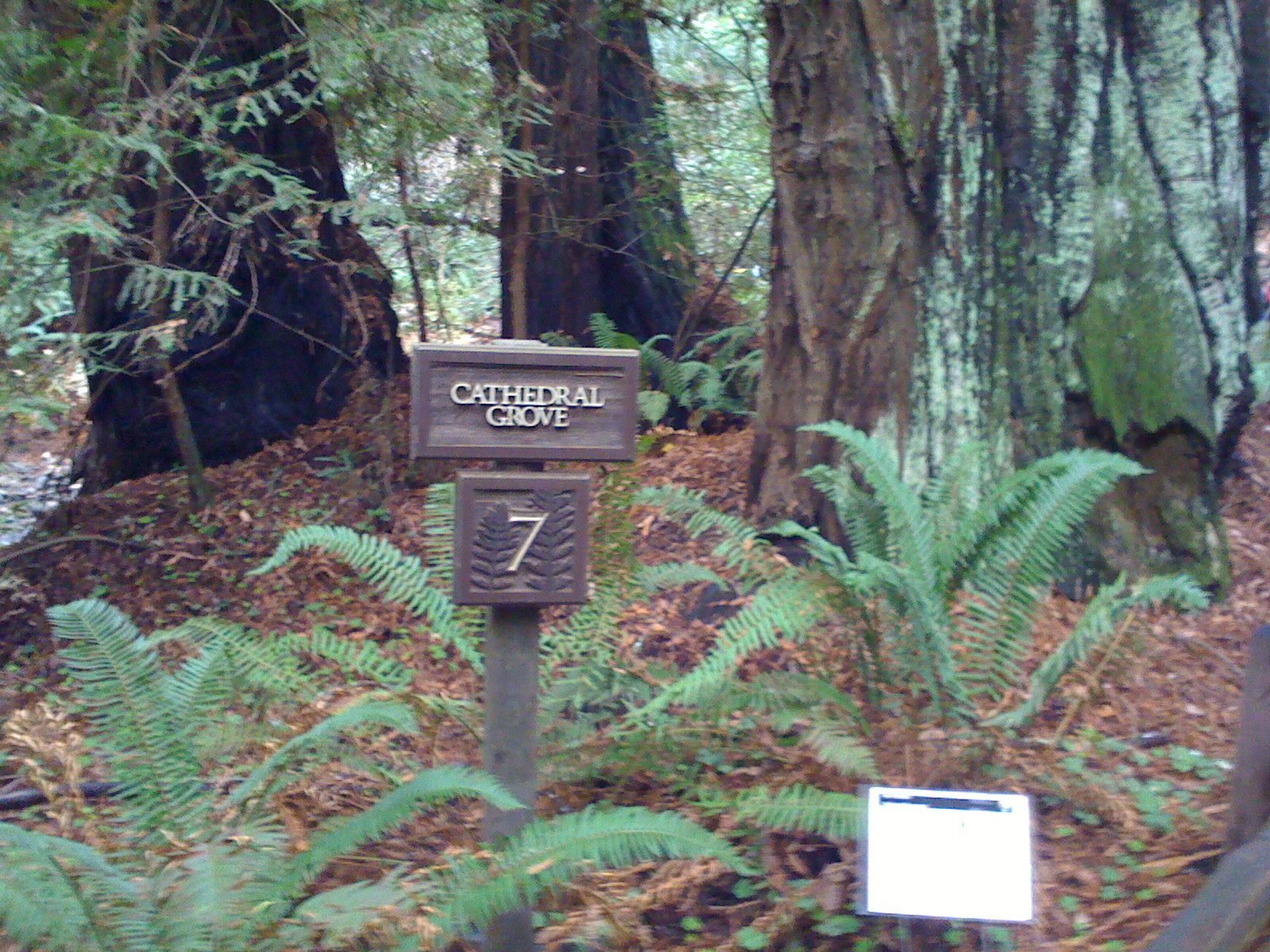 Muir Woods with Ciska Christiana - 15