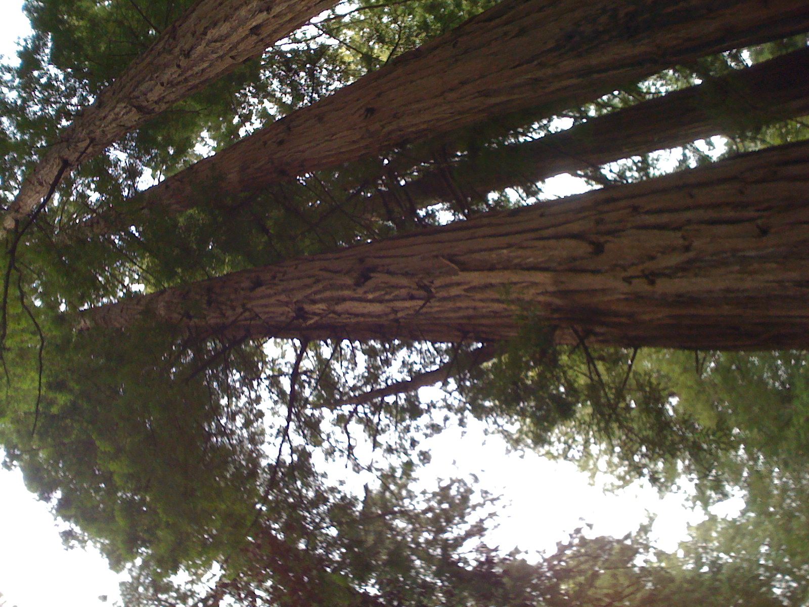 Muir Woods with Ciska Christiana - 22