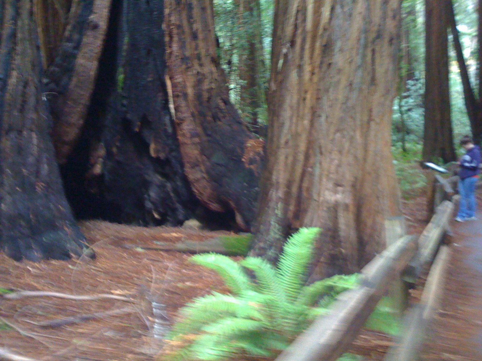 Muir Woods with Ciska Christiana - 23