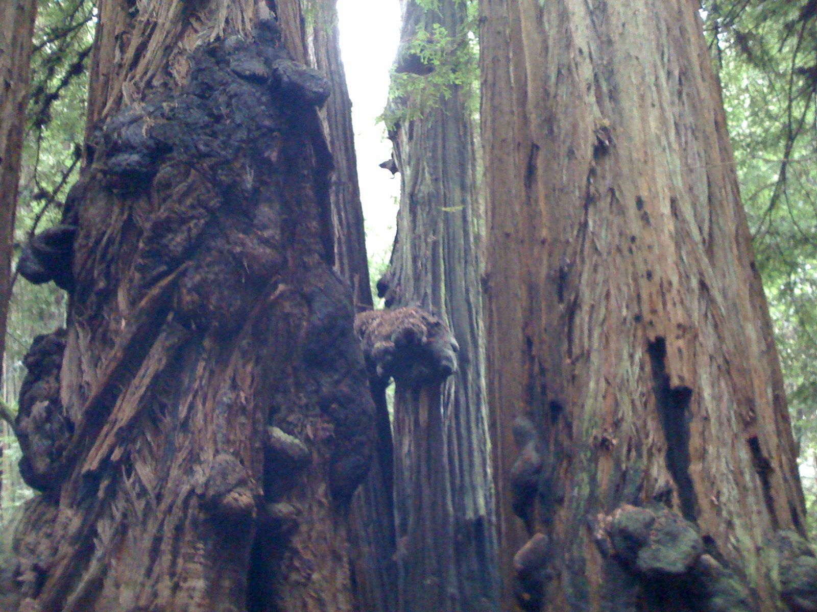 Muir Woods with Ciska Christiana - 28