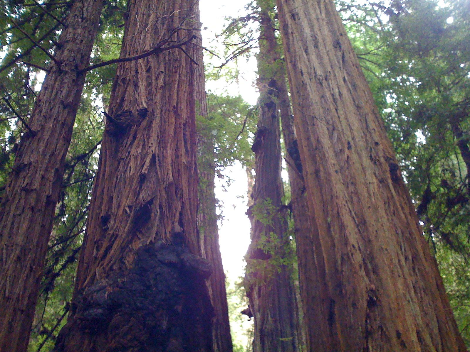 Muir Woods with Ciska Christiana - 29