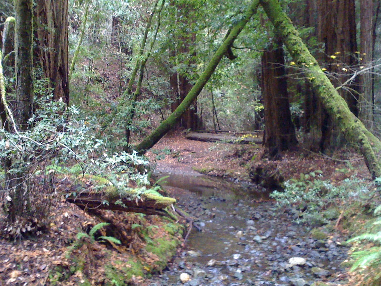 Muir Woods with Ciska Christiana - 31