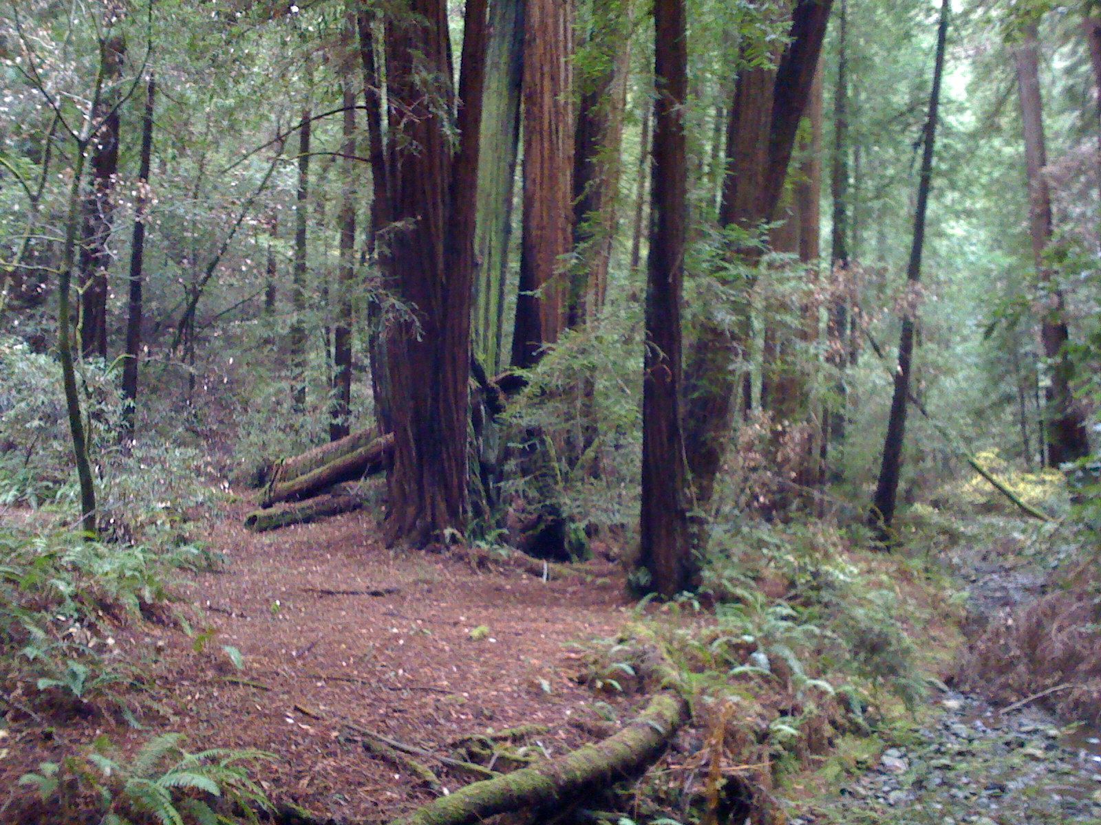 Muir Woods with Ciska Christiana - 34
