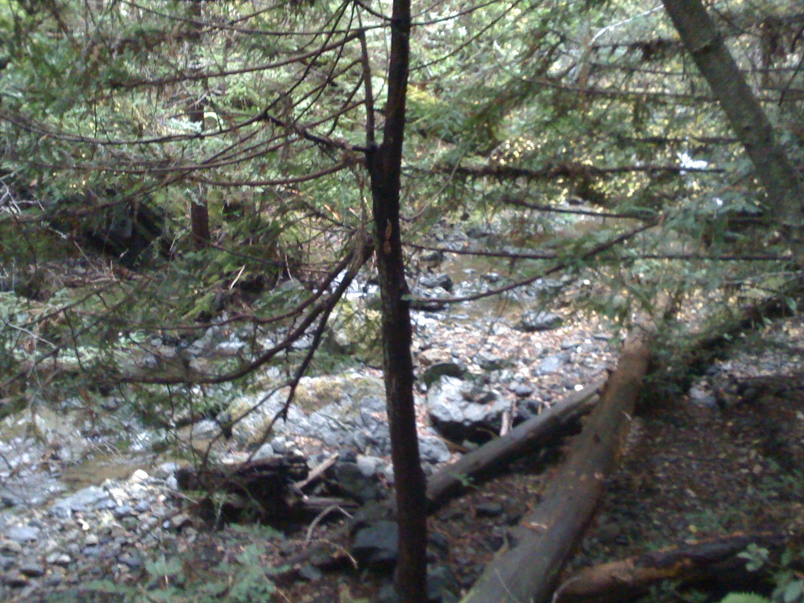 Muir Woods with Ciska Christiana - 35