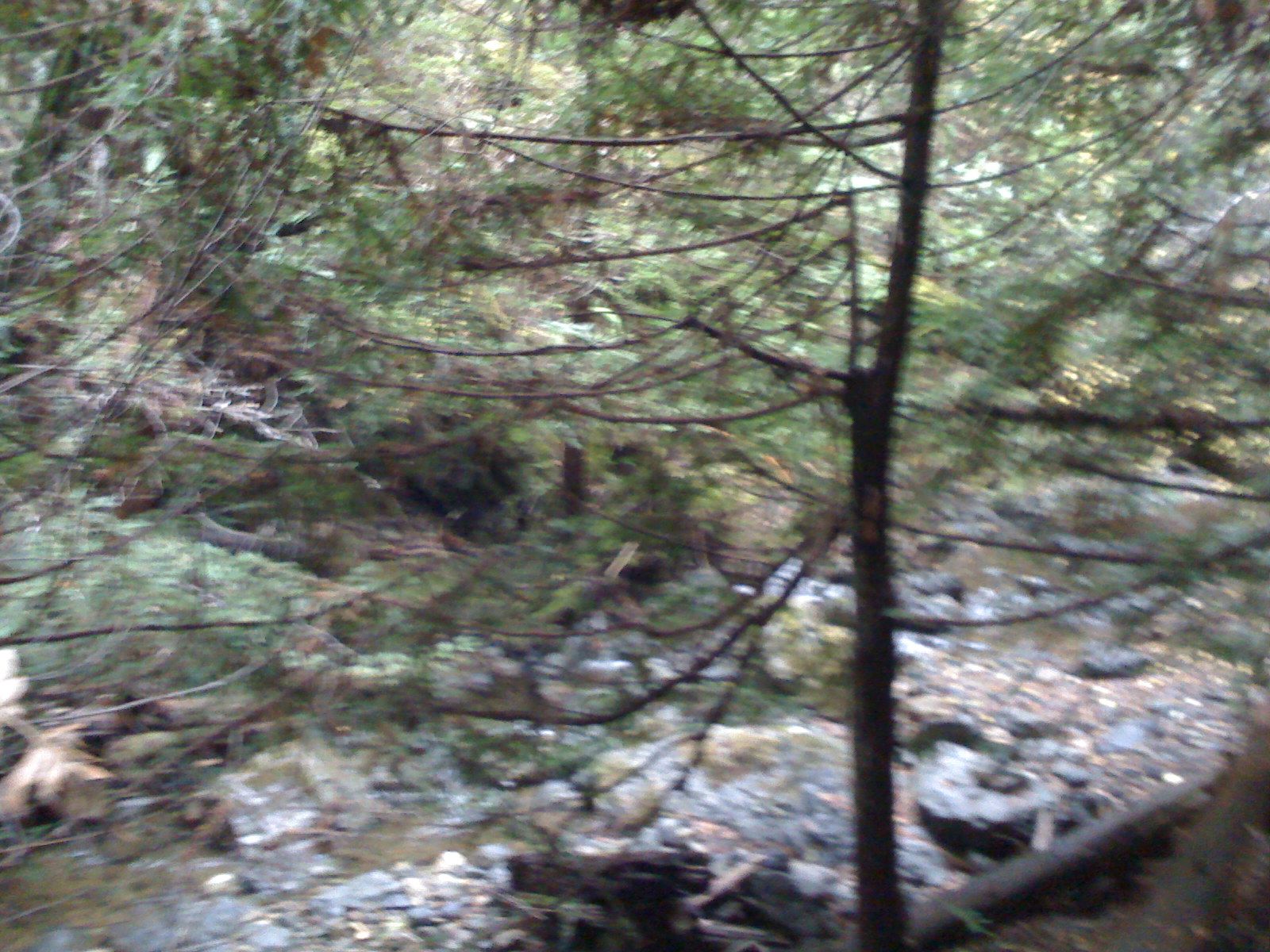 Muir Woods with Ciska Christiana - 36