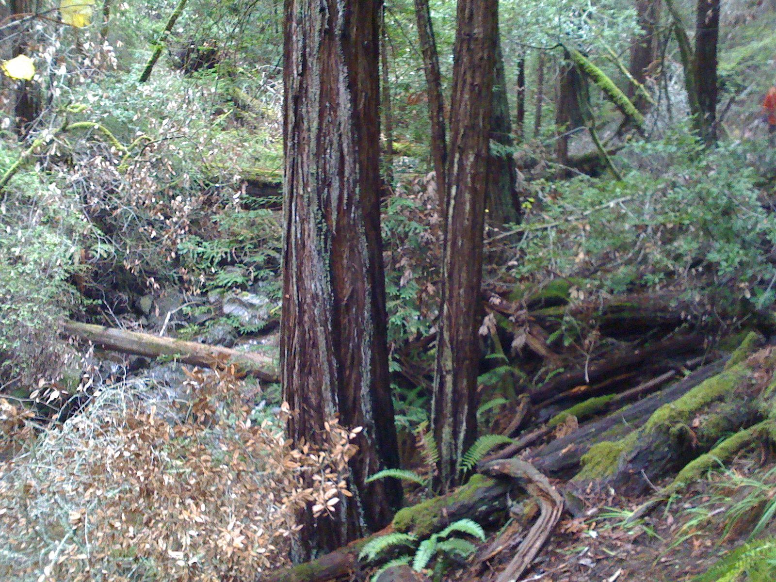 Muir Woods with Ciska Christiana - 37