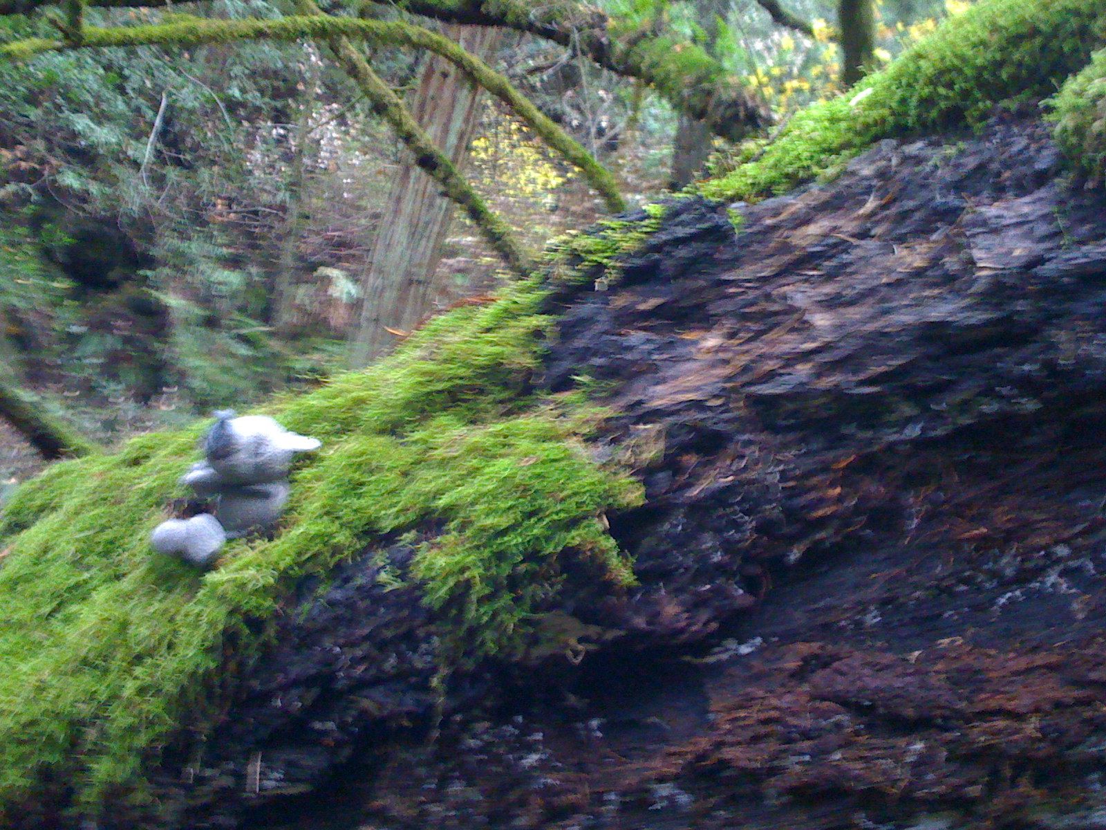 Muir Woods with Ciska Christiana - 39