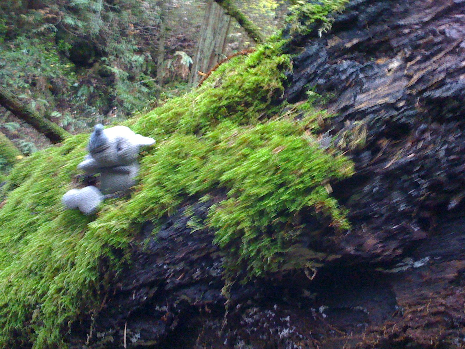 Muir Woods with Ciska Christiana - 40