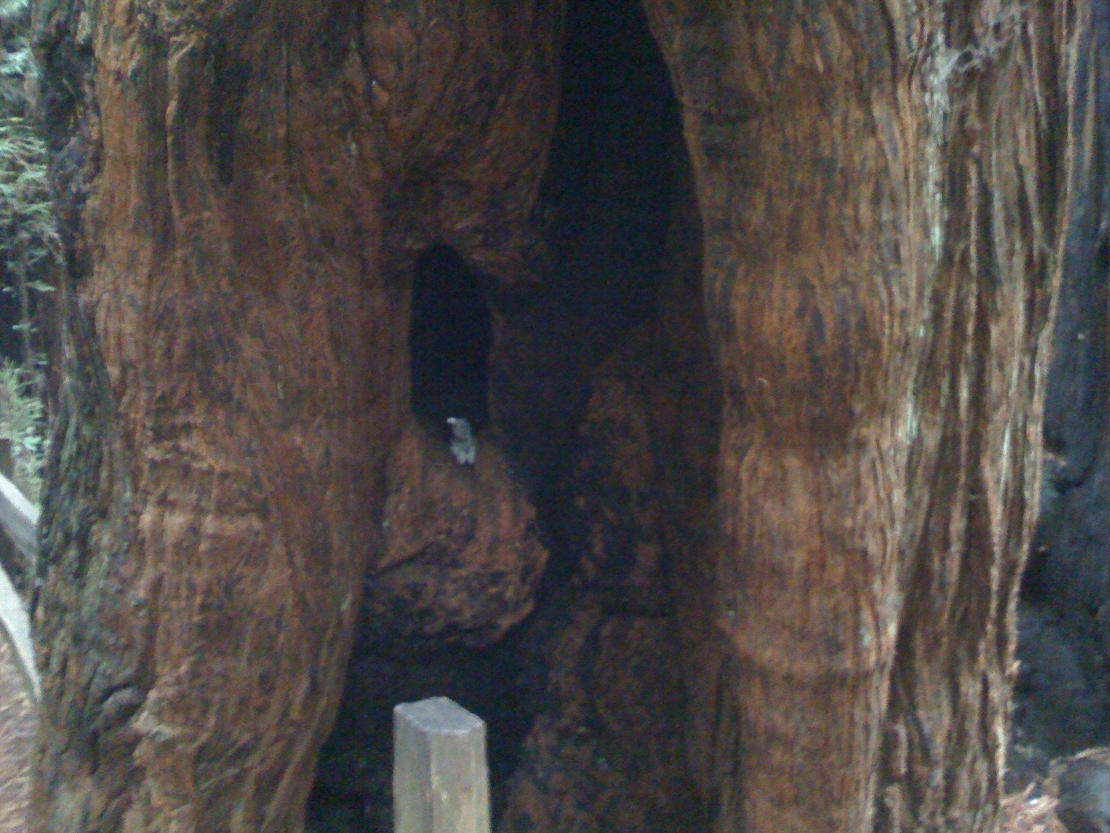 Muir Woods with Ciska Christiana - 43