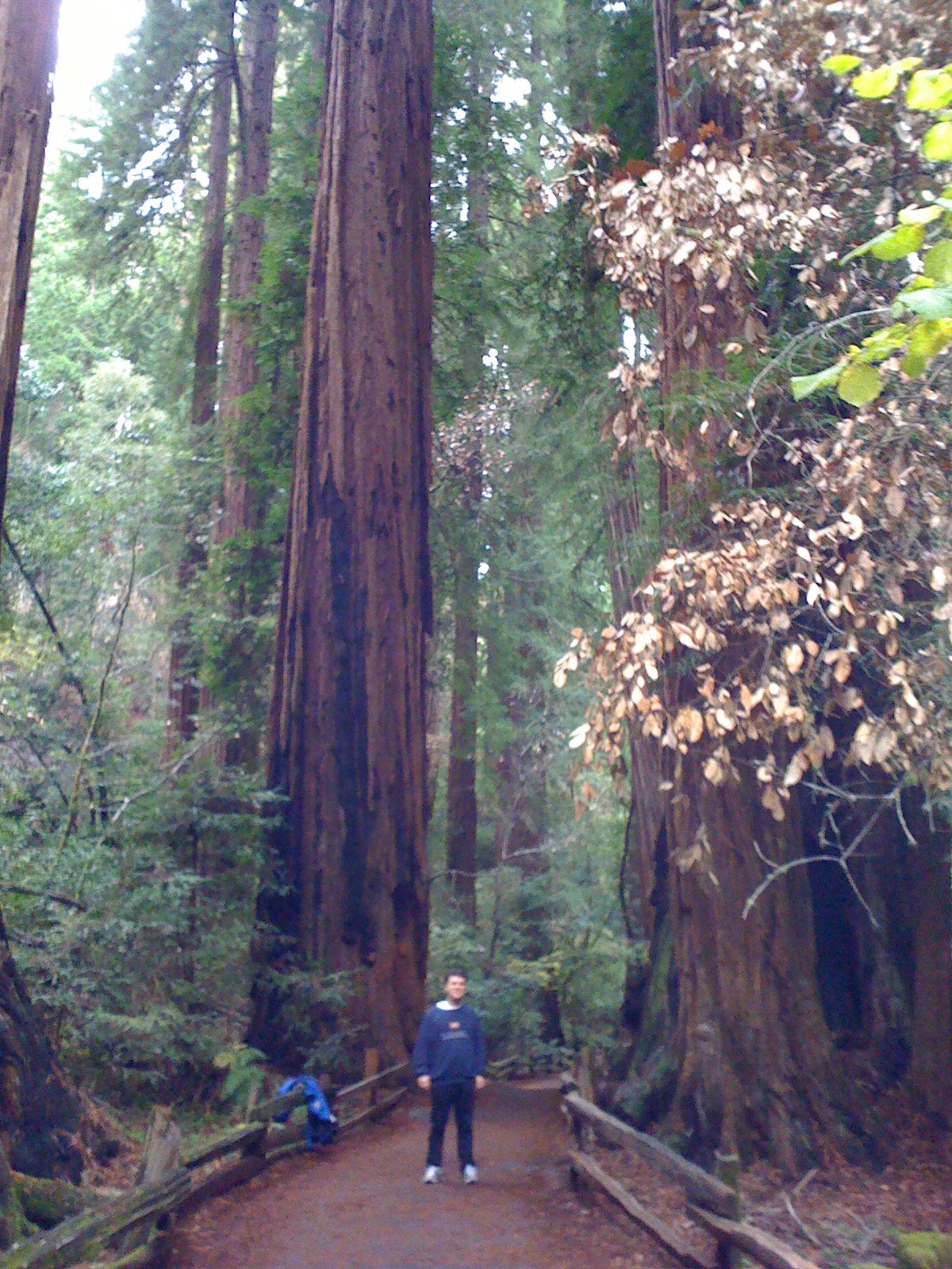 Muir Woods with Ciska Christiana - 46