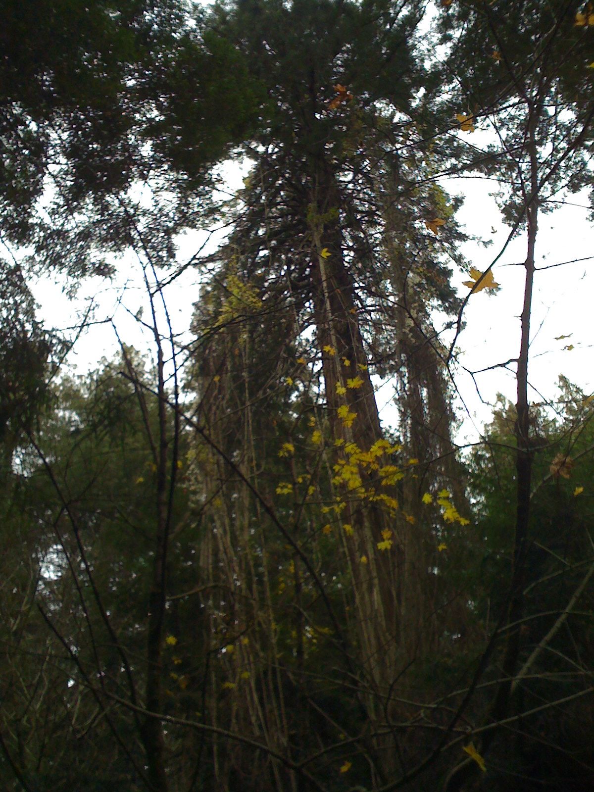 Muir Woods with Ciska Christiana - 05
