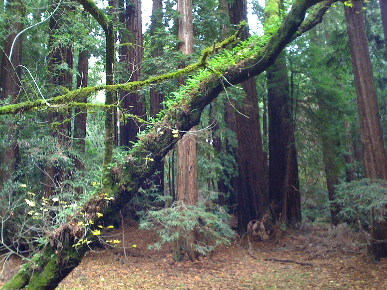 Muir Woods with Ciska Christiana - 07