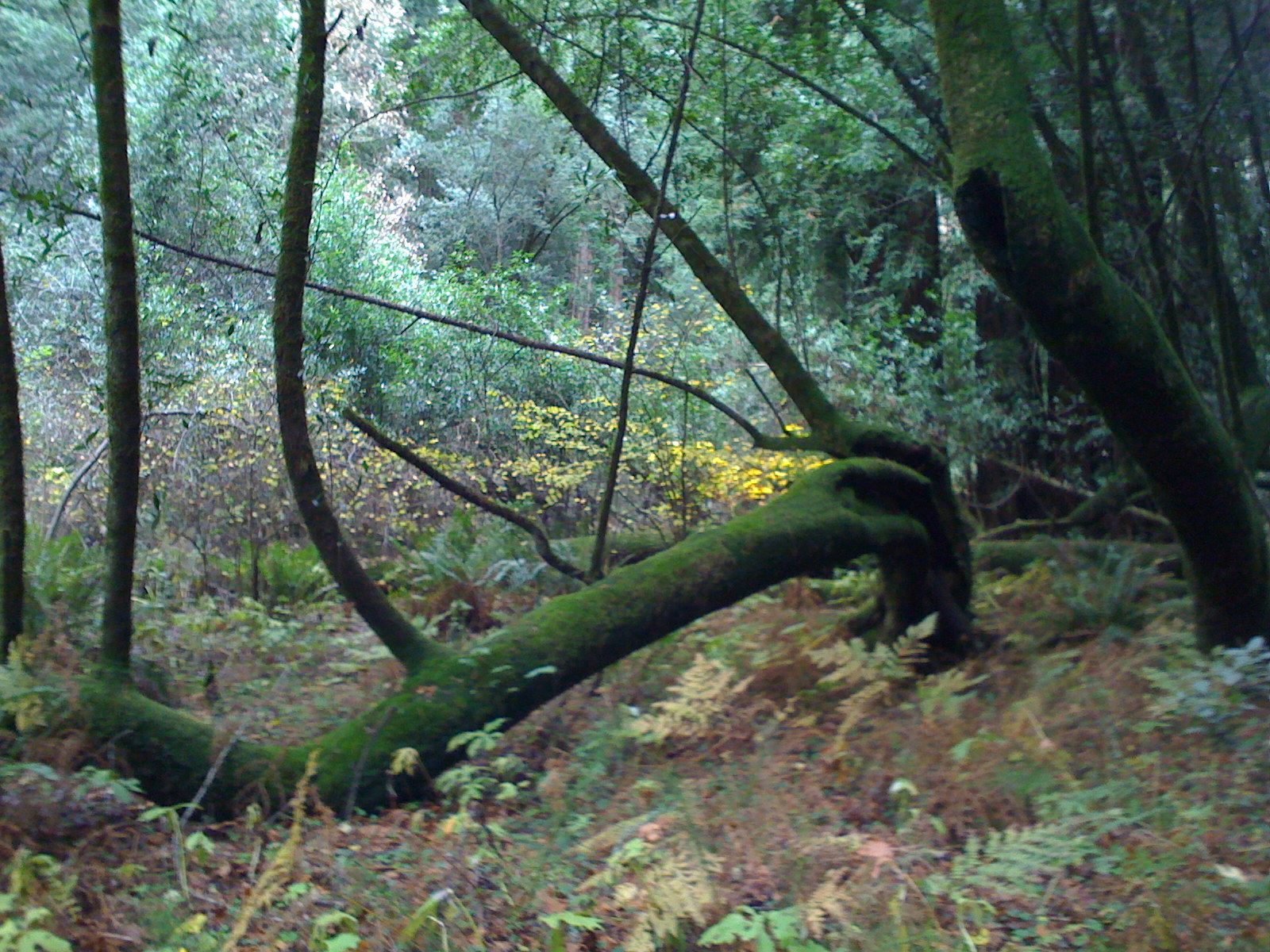 Muir Woods with Ciska Christiana - 08