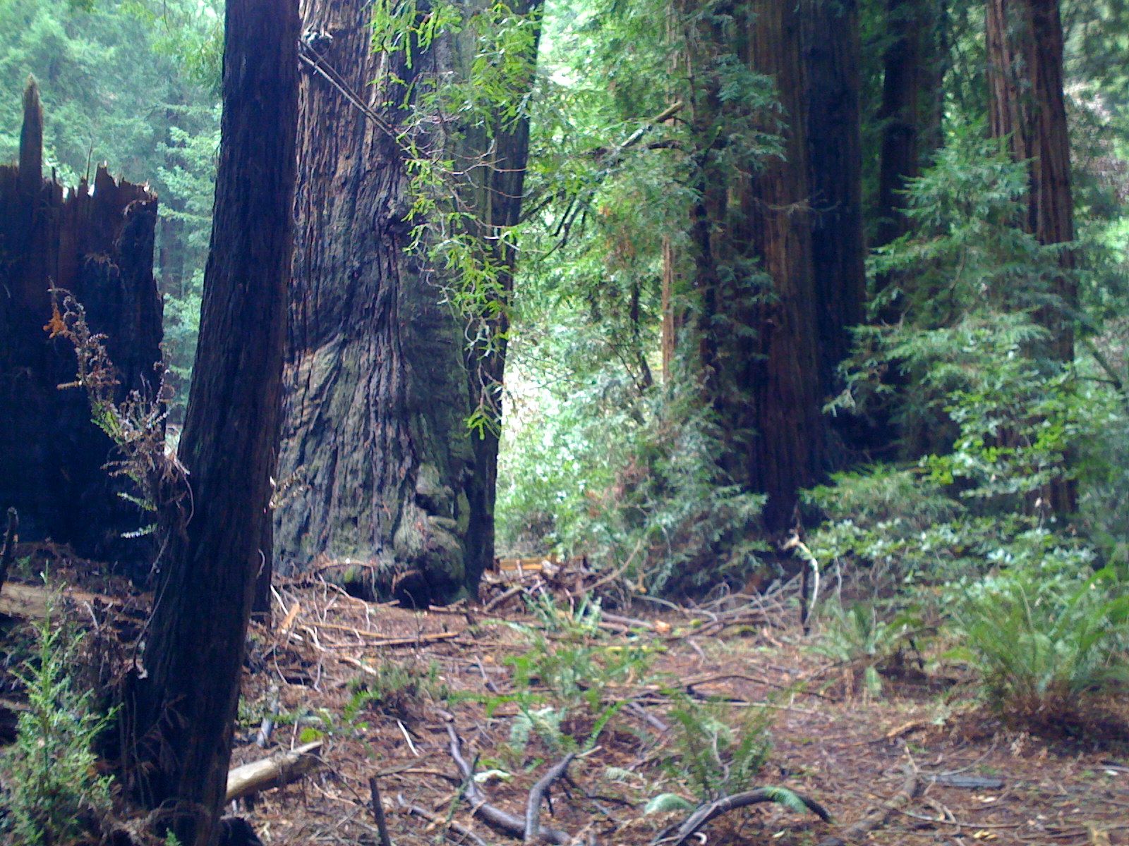 Muir Woods with Ciska Christiana - 09
