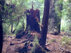 Muir Woods with Ciska Christiana - 10
