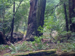 Muir Woods with Ciska Christiana - 12