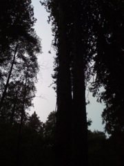 Muir Woods with Ciska Christiana - 13
