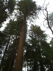Muir Woods with Ciska Christiana - 14