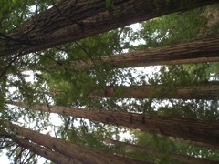 Muir Woods with Ciska Christiana - 16
