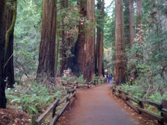 Muir Woods with Ciska Christiana - 18
