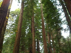 Muir Woods with Ciska Christiana - 19