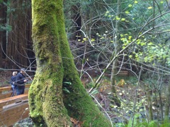 Muir Woods with Ciska Christiana - 02