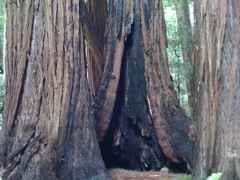 Muir Woods with Ciska Christiana - 21