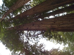 Muir Woods with Ciska Christiana - 22
