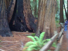 Muir Woods with Ciska Christiana - 23