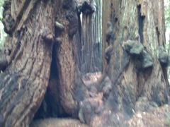 Muir Woods with Ciska Christiana - 26