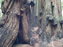 Muir Woods with Ciska Christiana - 27