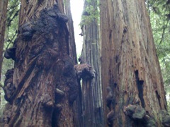 Muir Woods with Ciska Christiana - 28