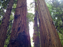 Muir Woods with Ciska Christiana - 29