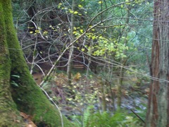 Muir Woods with Ciska Christiana - 03