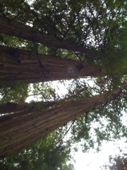 Muir Woods with Ciska Christiana - 30