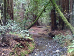 Muir Woods with Ciska Christiana - 31