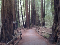 Muir Woods with Ciska Christiana - 33