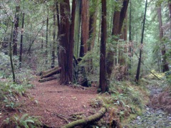 Muir Woods with Ciska Christiana - 34