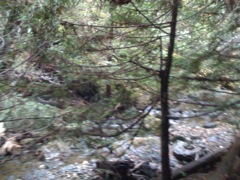 Muir Woods with Ciska Christiana - 36