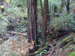 Muir Woods with Ciska Christiana - 37