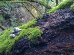Muir Woods with Ciska Christiana - 39