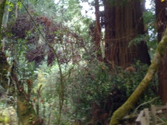 Muir Woods with Ciska Christiana - 04