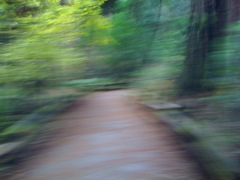 Muir Woods with Ciska Christiana - 44