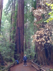 Muir Woods with Ciska Christiana - 46