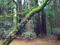 Muir Woods with Ciska Christiana - 07