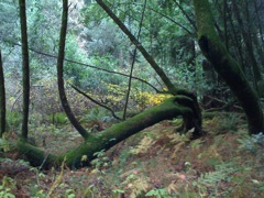 Muir Woods with Ciska Christiana - 08